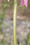 Wavyleaf purple coneflower